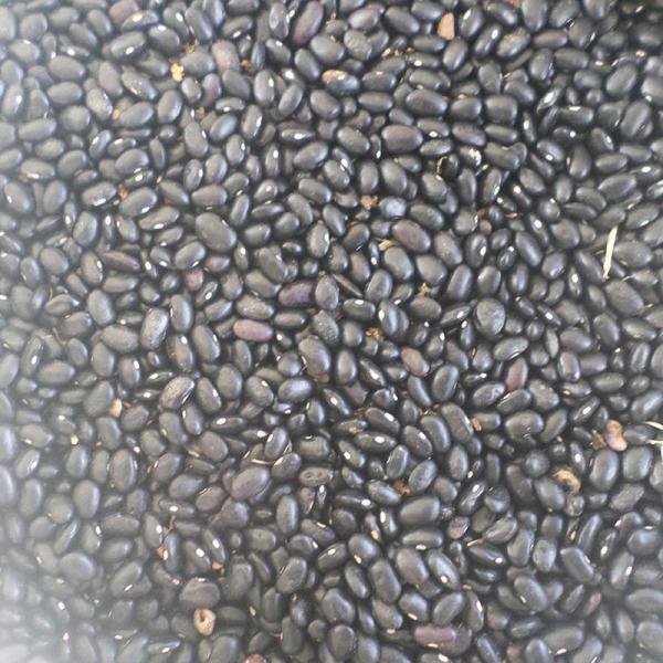 Frijol negro (1 lb)