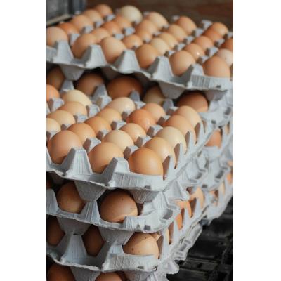 Alimentos 1ra Necesidad (Pastas, Granos, Huevos etc)