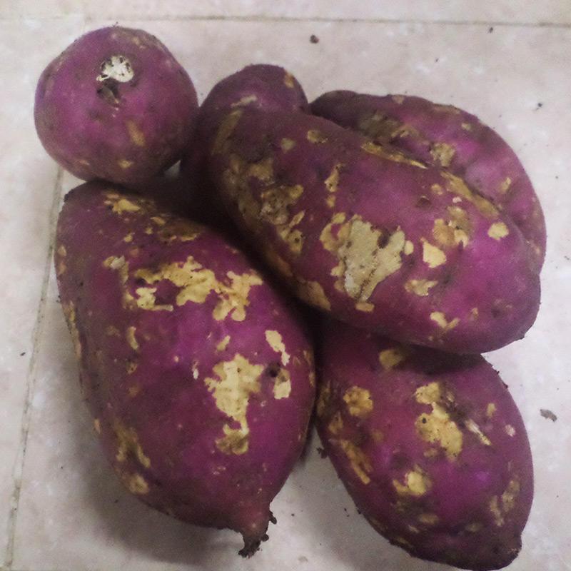 Boniato (1 lb)