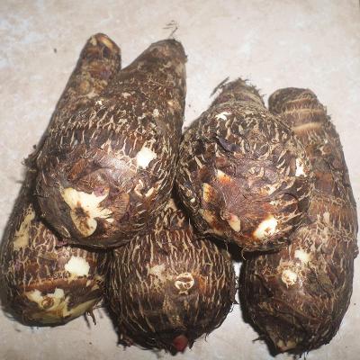 Malanga (1 lb)